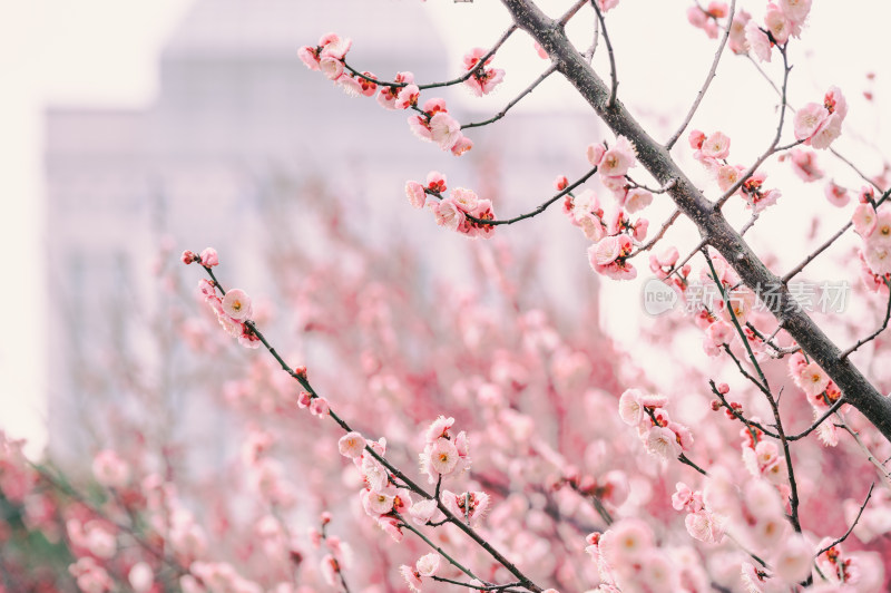 特写粉色梅花枝头绽放