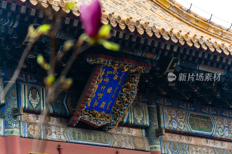 北京雍和宫永佑殿旁的玉兰花开了-DSC_8419