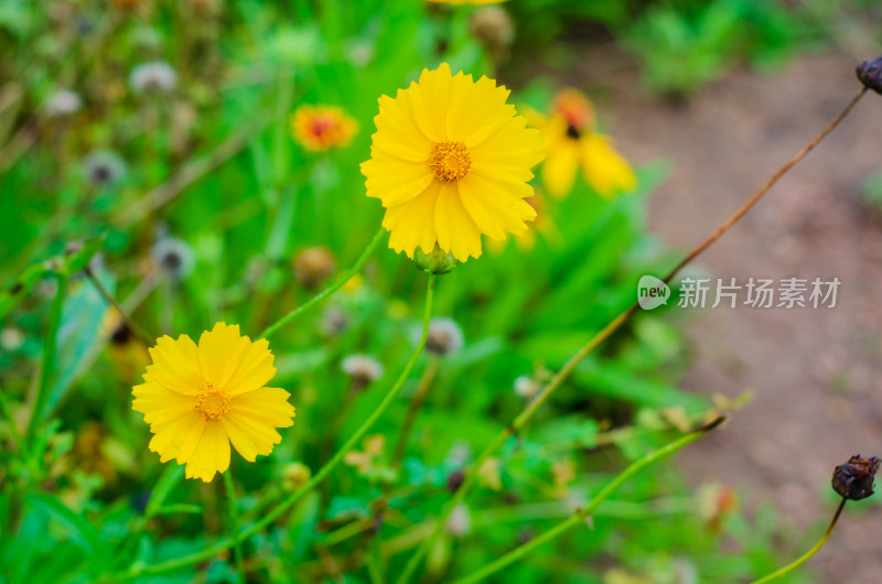 两朵黄色的剑叶金鸡菊特写