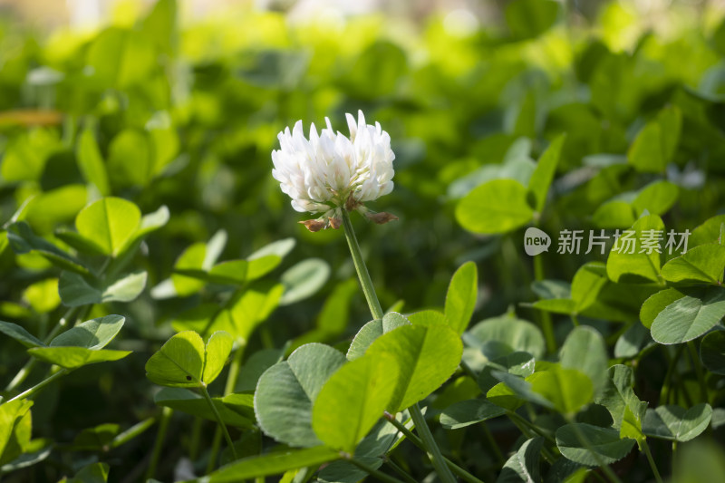 绿色三叶草幸运草植物