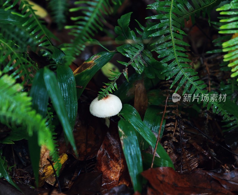 白色蘑菇生长于蕨类植物中的景象