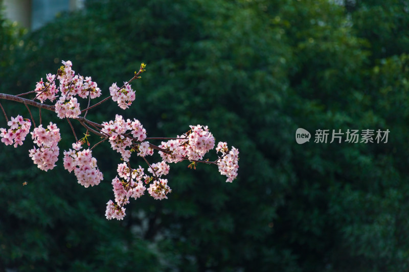 盛开樱花枝的特写，粉花绿叶春意浓