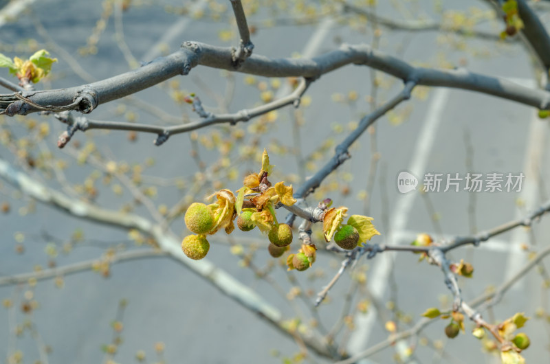 早春时节，梧桐树发芽