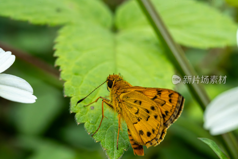 草丛中以花蜜为食的昆虫