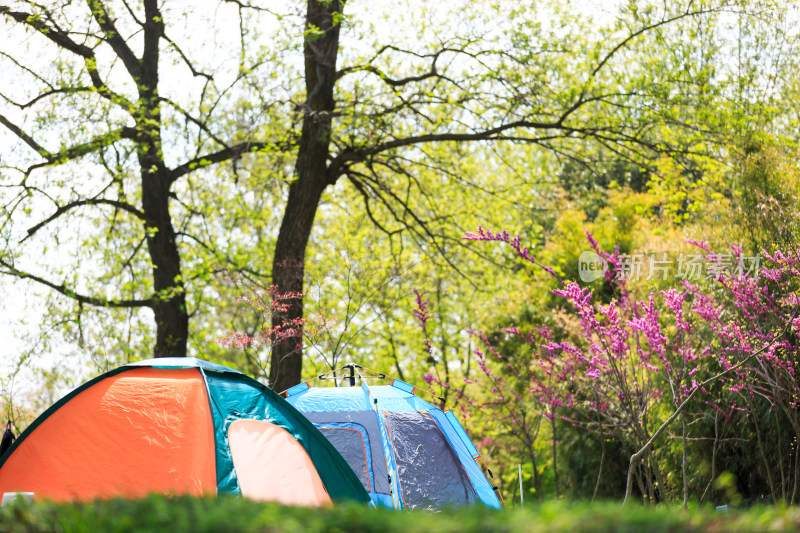 春天树下的帐篷