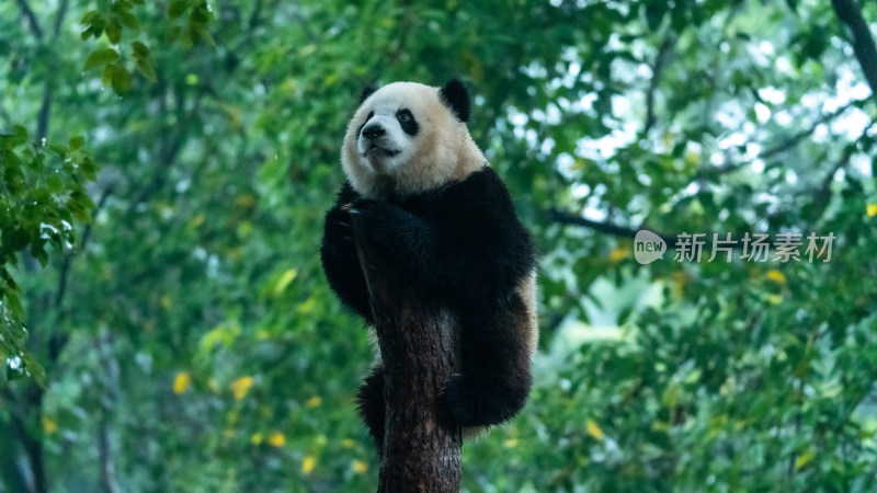 大熊猫爬树