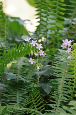 花朵随拍