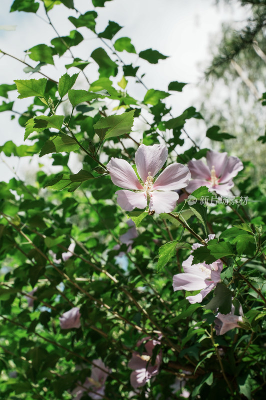 北京圆明园木槿花