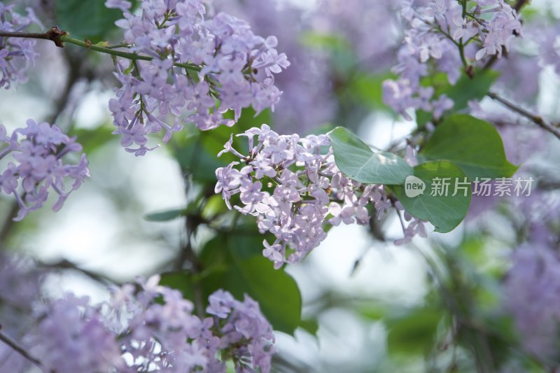 紫丁香花