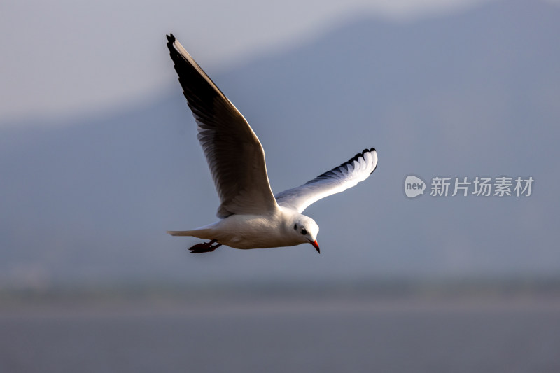 海鸥、红嘴鸥