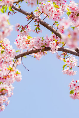 春日樱花季