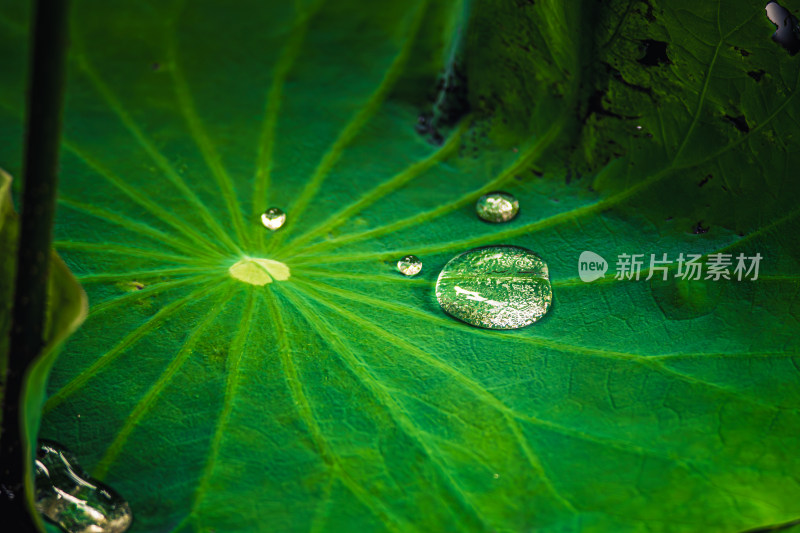 荷叶上的水珠