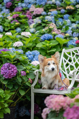 绣球花与蝴蝶犬