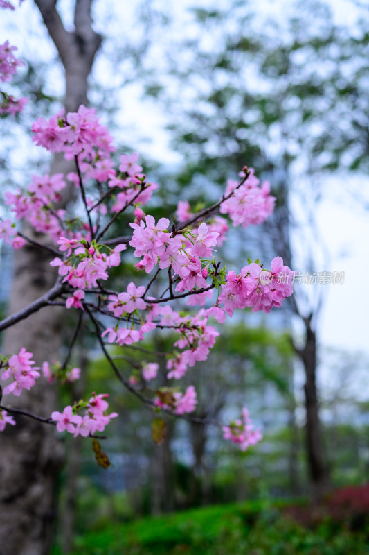 盛开的粉色樱花枝条