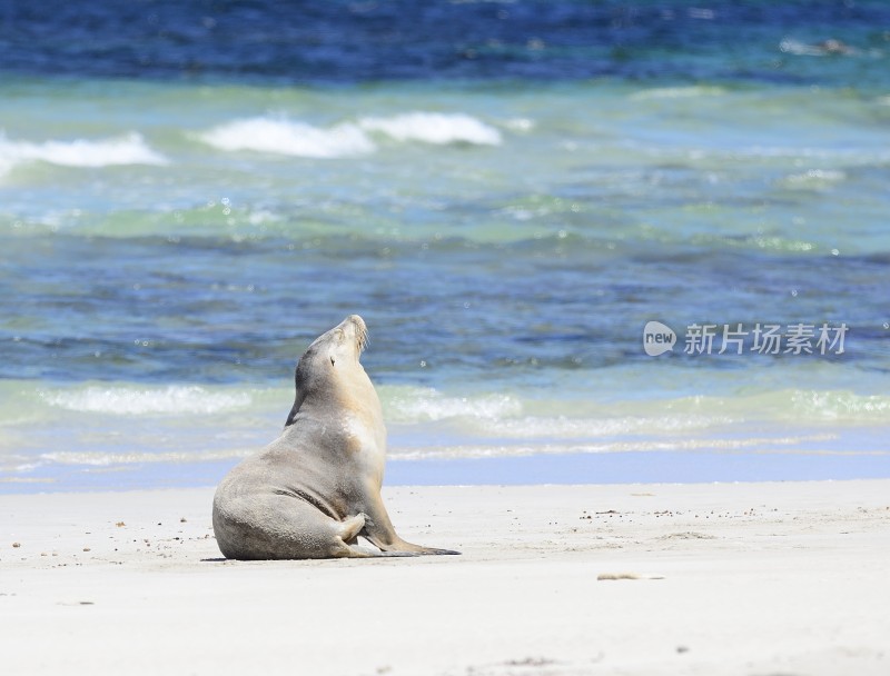 海滩上的海豹