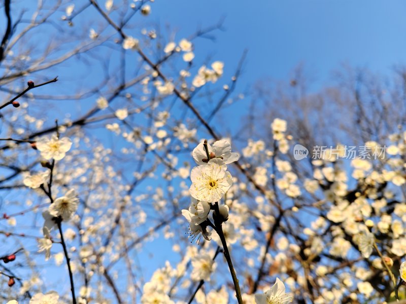 蓝天下盛开的白色梅花风景