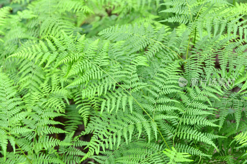 蕨类植物绿叶背景