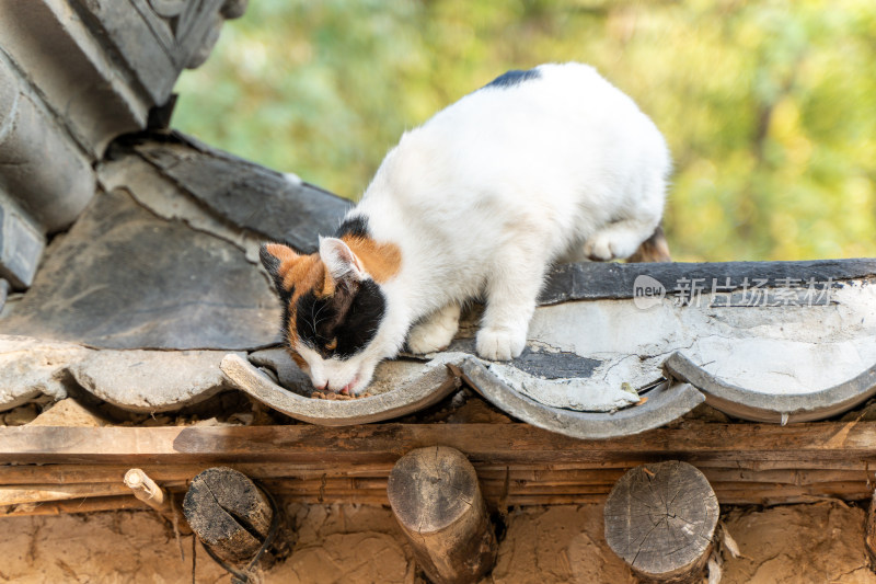 三色猫的惬意时刻 屋顶进食姿态