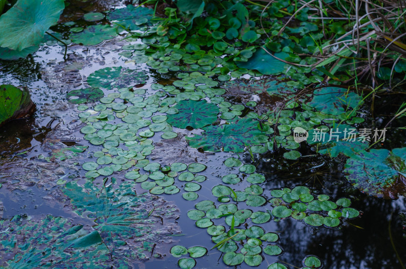 秋天雨后池塘的残荷败叶