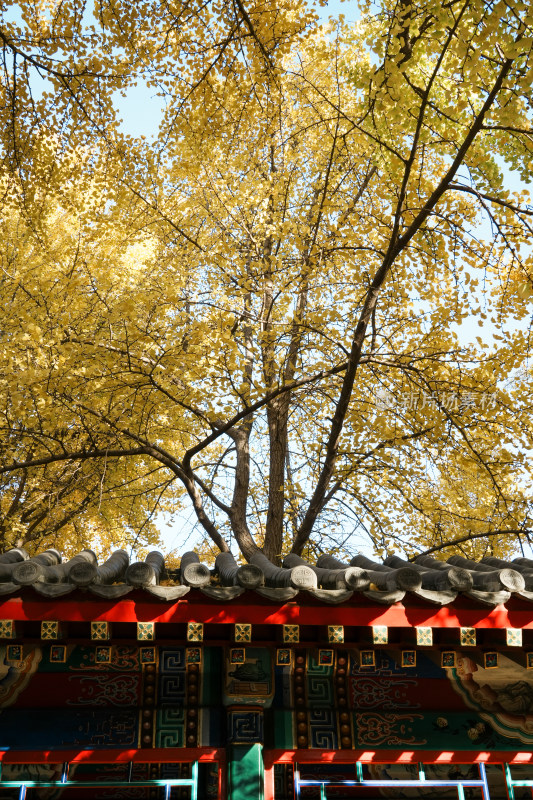 北京地坛公园秋季银杏风景