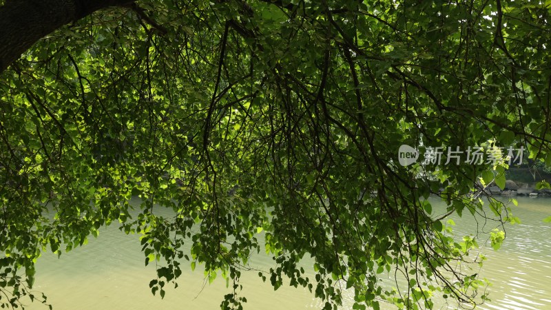 河畔绿树繁茂枝叶