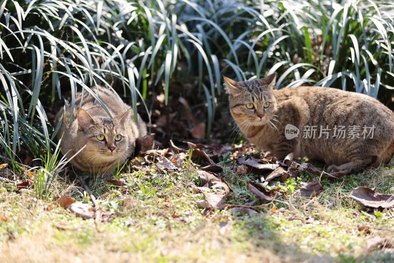 杭州西湖花港观鱼的两只狸花猫