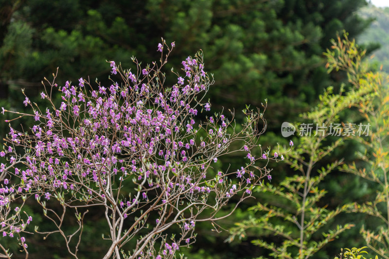 迎红杜鹃花