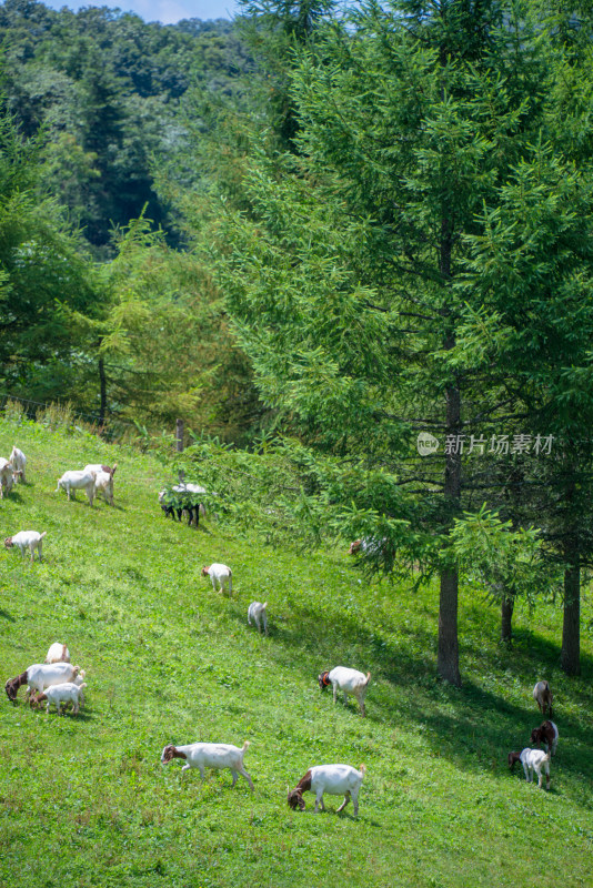 草原牧场羊群吃草