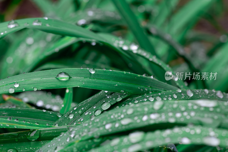 雨后的草，水珠，清新