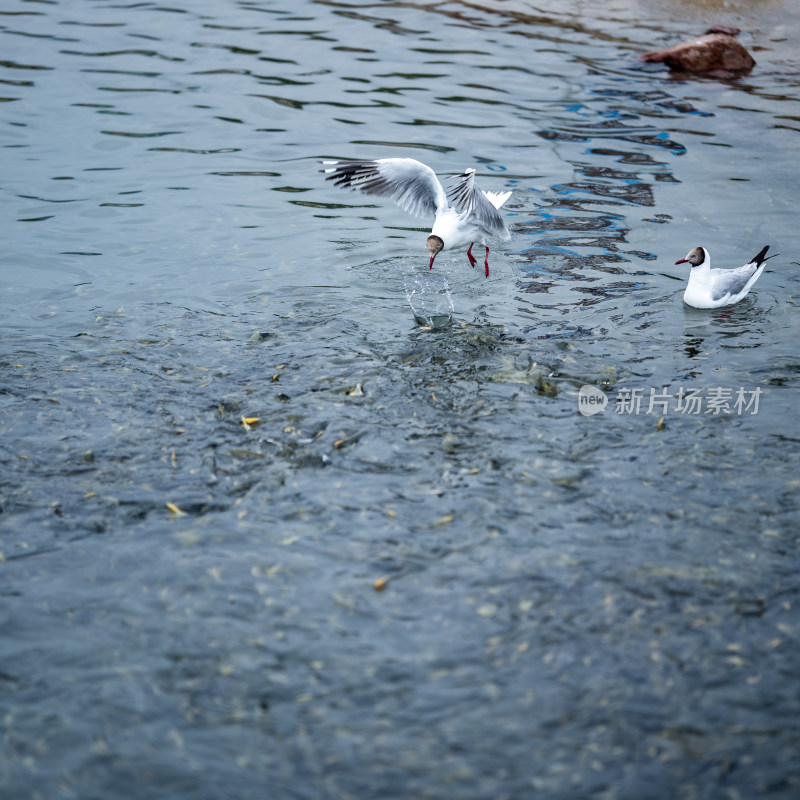 青海湖水鸟