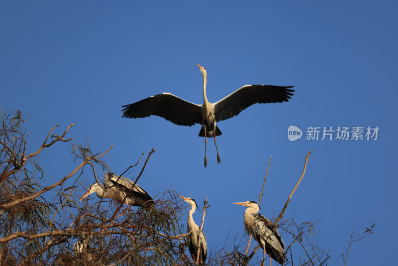 鹭鸟翩跹生态美