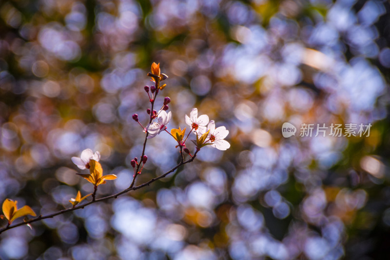 春日烂漫的粉白花朵