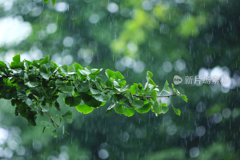 下雨天雨水中植物背景