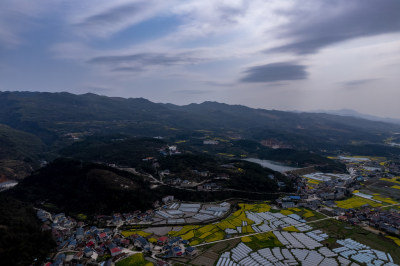 农业种植农田油菜花航拍图