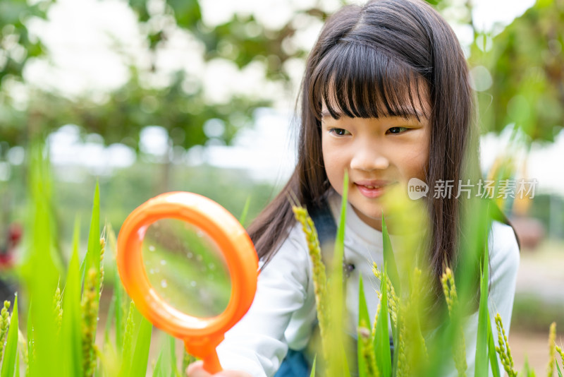 小女孩拿着放大镜观察植物