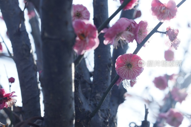 梅花 腊梅 红梅花