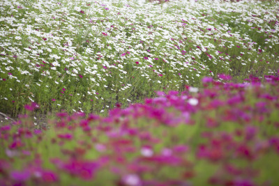 虞美人秋英花 花海 蜜蜂