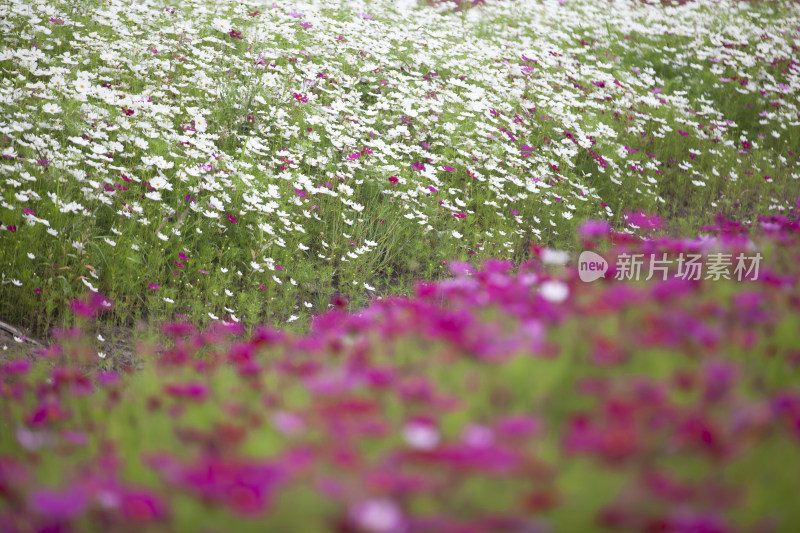 虞美人秋英花 花海 蜜蜂