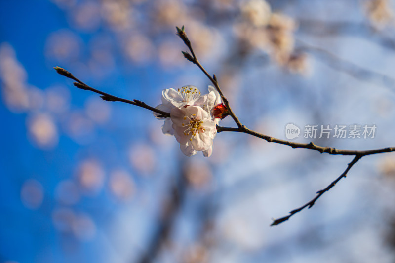 山桃花花朵特写