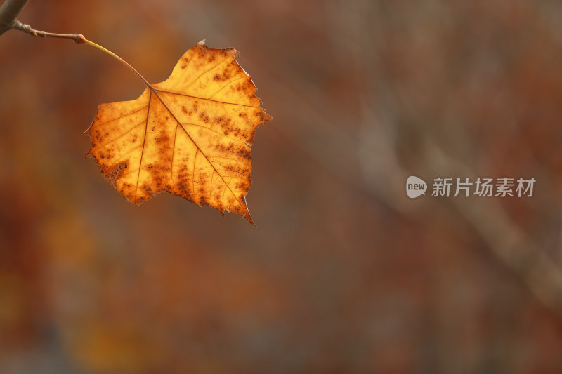 秋天背景下的红色黄色植物枝叶