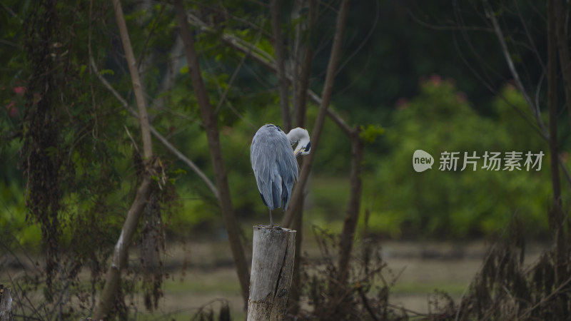 深圳宝安九围湿地公园鹭岛生态实拍