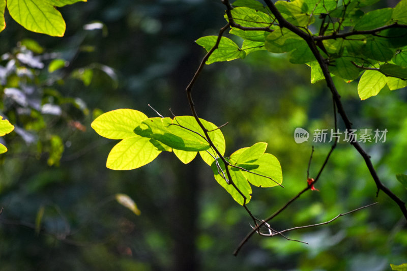 紫荆花枝叶