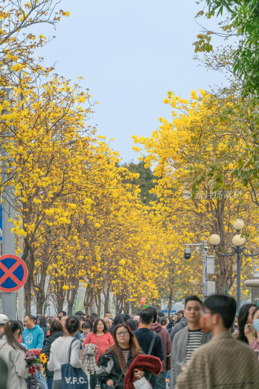 城市街道盛开黄花风铃木景象