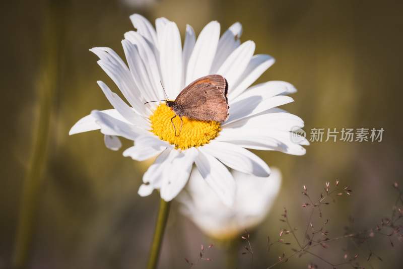 蝴蝶采蜜，觅食的蝴蝶