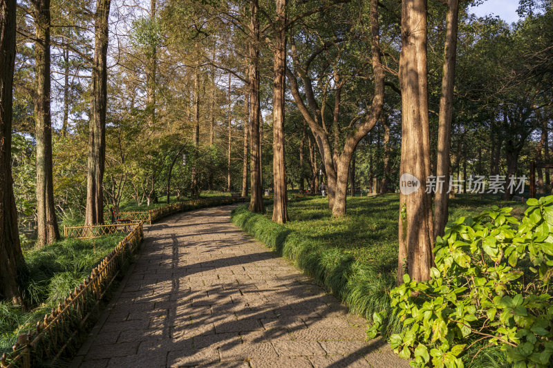 杭州西湖风景区曲院风荷风景