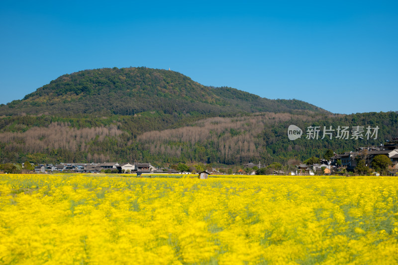 山间村庄旁的大片黄色油菜花田