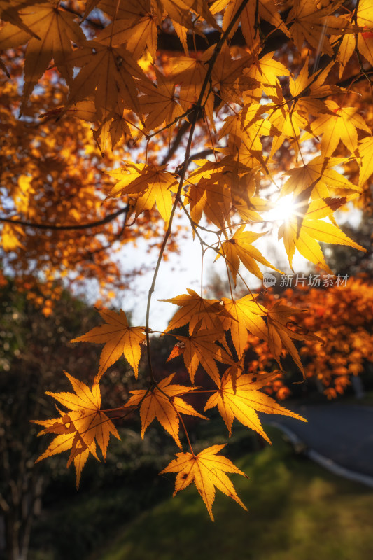 枫叶特写