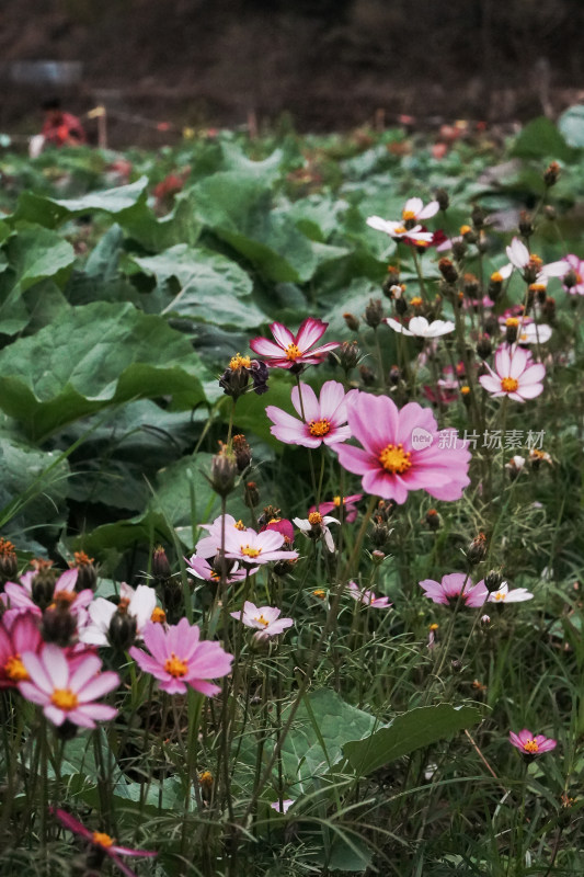 田野中的格桑花