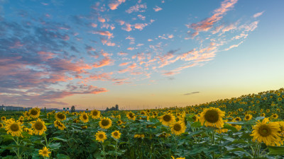 夏日晚霞天空下小清新向日葵花开