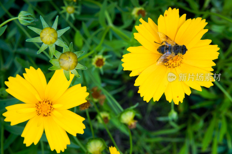 小蜜蜂采蜜的黄色金鸡菊